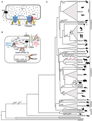 Sarcolipin Makes Heat, but Is It Adaptive Thermogenesis?